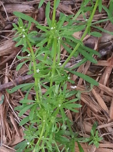 You don't find goosegrass. It finds you.      -Green Deane, eattheweeds.com